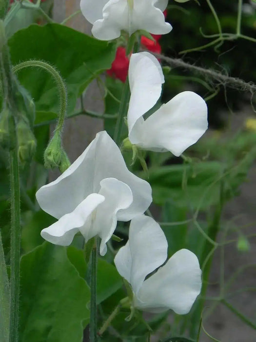 Sweet Peas Seeds - Royal White, ANNUAL VINE - Caribbean garden seed