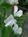 Sweet Peas Seeds - Royal White, ANNUAL VINE - Caribbean garden seed