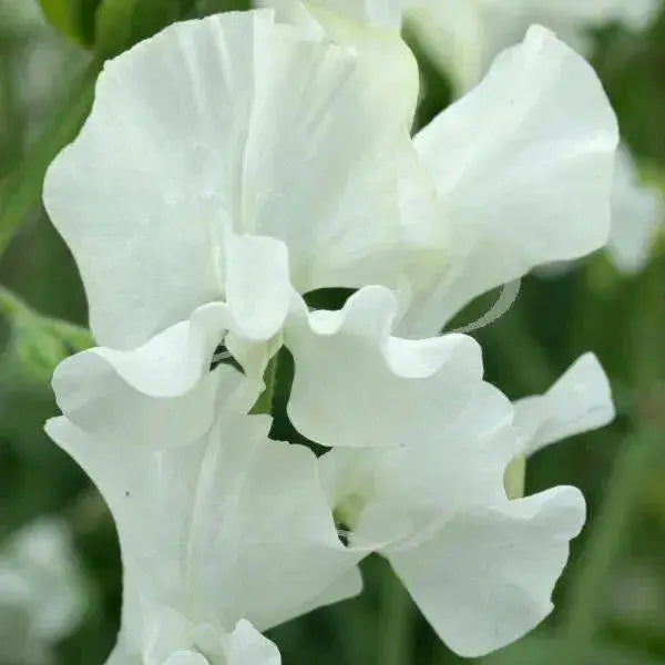 Sweet Peas Seeds - Royal White, ANNUAL VINE - Caribbean garden seed