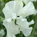 Sweet Peas Seeds - Royal White, ANNUAL VINE - Caribbean garden seed