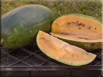 Sweet Siberian ,Watermelon Seeds, HEIRLOOM VEGETABLE - Caribbean garden seed