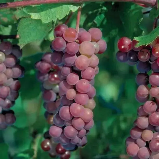 Swenson Red GRAPE VINE ,2 YR LIVE  Plant, PERENNIAL SHRUB - Caribbean garden seed