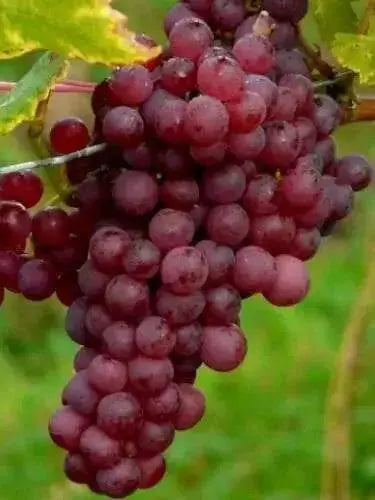 Swenson Red GRAPE VINE ,2 YR LIVE  Plant, PERENNIAL SHRUB - Caribbean garden seed