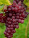 Swenson Red GRAPE VINE ,2 YR LIVE  Plant, PERENNIAL SHRUB - Caribbean garden seed