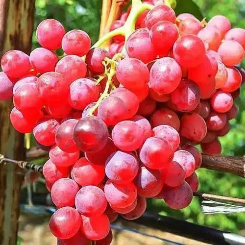 Swenson Red GRAPE VINE ,2 YR LIVE  Plant, PERENNIAL SHRUB - Caribbean garden seed