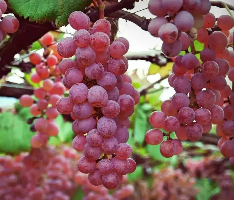 Swenson Red GRAPE VINE ,2 YR LIVE  Plant, PERENNIAL SHRUB - Caribbean garden seed