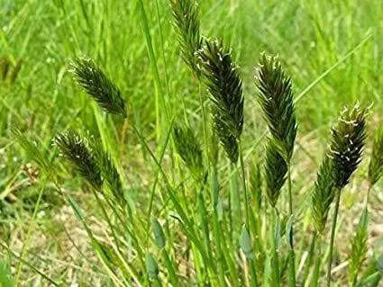 Sweet Vernal Grass seed (Anthoxanthum odoratum )  , Perennial - Caribbean garden seed