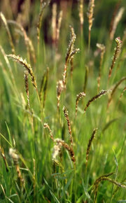 Sweet Vernal Grass seed (Anthoxanthum odoratum )  , Perennial - Caribbean garden seed