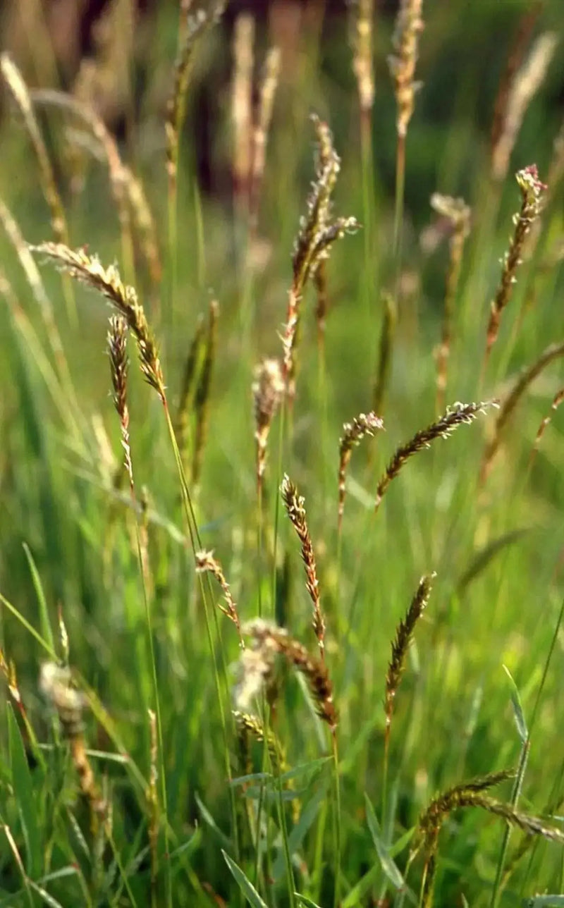 Sweet Vernal Grass seed (Anthoxanthum odoratum )  , Perennial - Caribbean garden seed