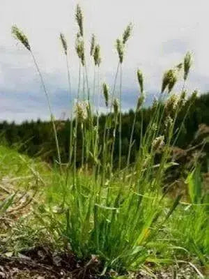 Sweet Vernal Grass seed (Anthoxanthum odoratum )  , Perennial - Caribbean garden seed
