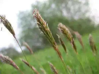 Sweet Vernal Grass seed (Anthoxanthum odoratum )  , Perennial - Caribbean garden seed