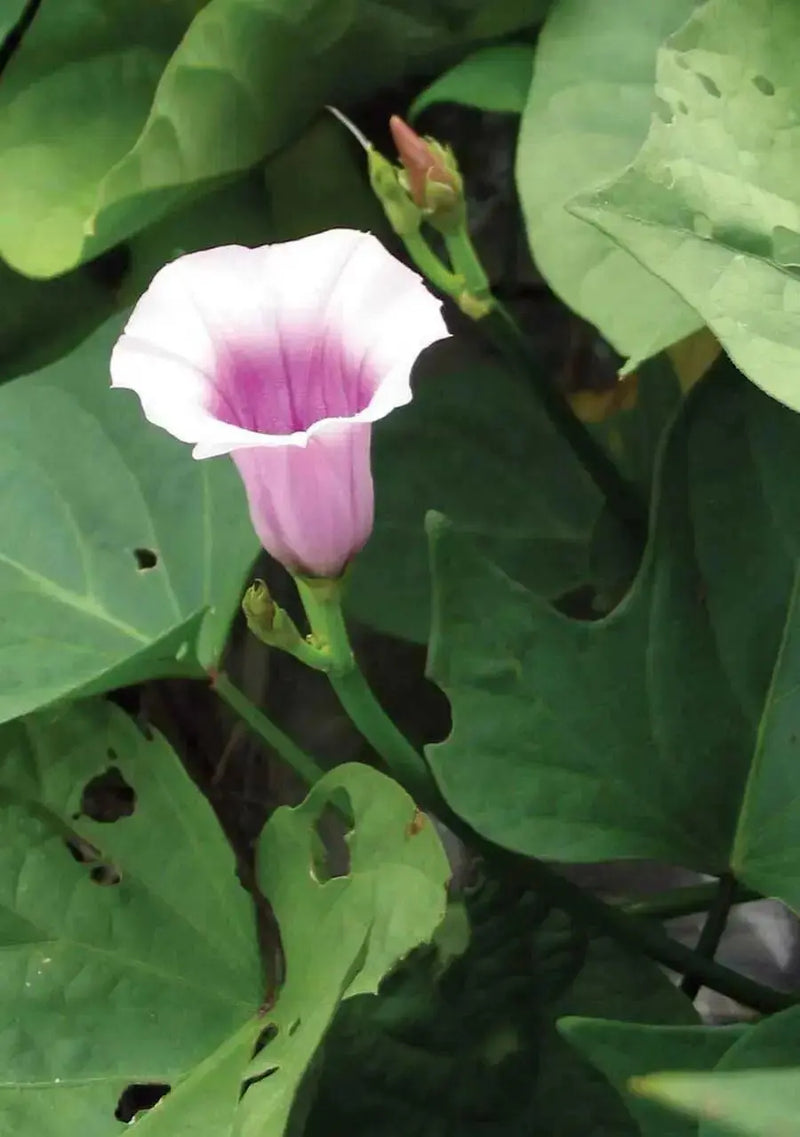 Sweet Potato, BATATA (SLIPS) Vegetable VINE - Caribbean garden seed