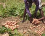 Sweet Potato, BATATA (SLIPS) Vegetable VINE - Caribbean garden seed