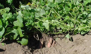 Sweet Potato, BATATA (SLIPS) Vegetable VINE - Caribbean garden seed
