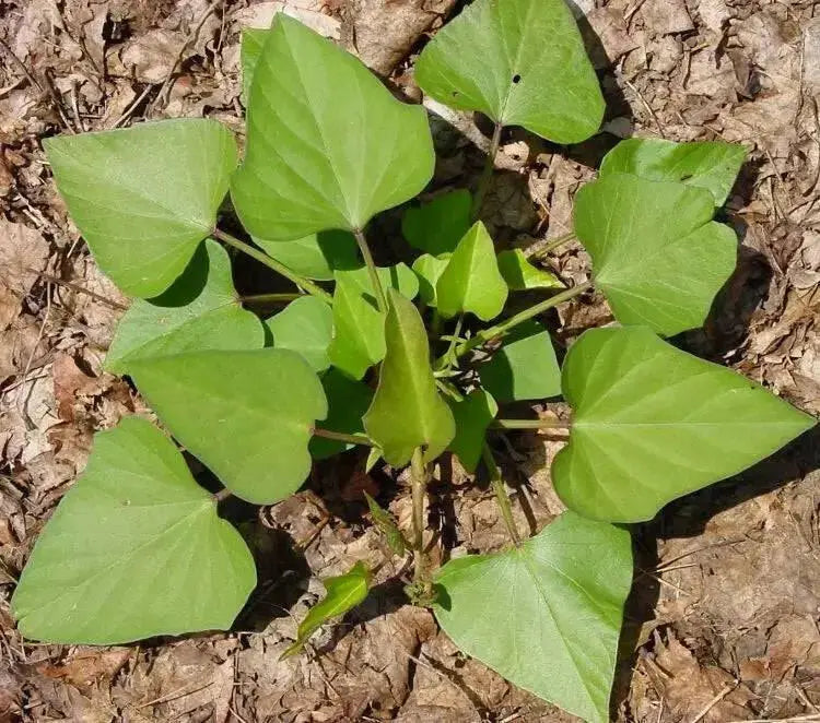 Sweet Potato, BATATA (SLIPS) Vegetable VINE - Caribbean garden seed
