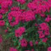 Sweet William Flowers Seeds, catchfly, - (Silene Armeria) Deer Resistant - Caribbean garden seed