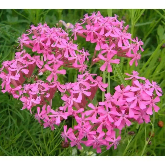 Sweet William Flowers Seeds, catchfly, - (Silene Armeria) Deer Resistant - Caribbean garden seed