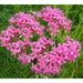 Sweet William Flowers Seeds, catchfly, - (Silene Armeria) Deer Resistant - Caribbean garden seed