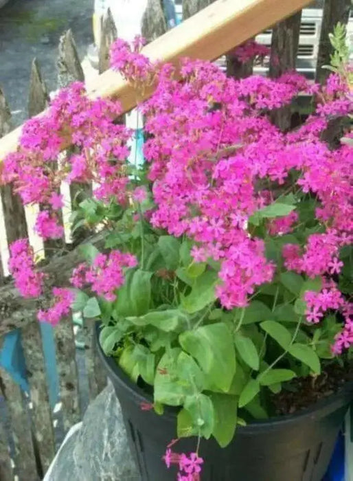 Sweet William Flowers Seeds, catchfly, - (Silene Armeria) Deer Resistant - Caribbean garden seed