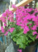 Sweet William Flowers Seeds, catchfly, - (Silene Armeria) Deer Resistant - Caribbean garden seed