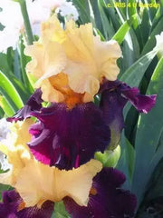 Tall Bearded Iris (Iris 'Pop Idol'), Perennial Bareroot Plant - Caribbean garden seed