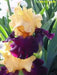 Tall Bearded Iris (Iris 'Pop Idol'), Perennial Bareroot Plant - Caribbean garden seed