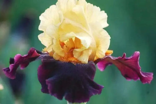 Tall Bearded Iris (Iris 'Pop Idol'), Perennial Bareroot Plant - Caribbean garden seed