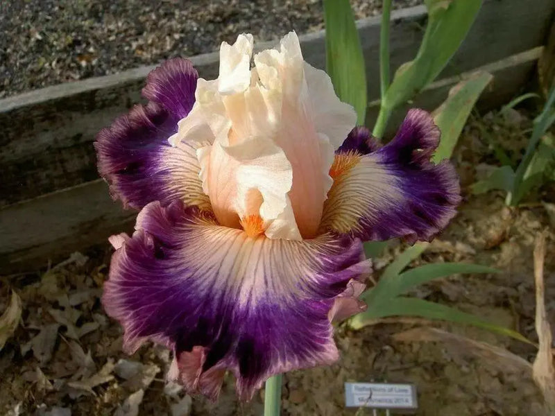 Tall Bearded Iris (Iris 'Pop Idol'), Perennial Bareroot Plant - Caribbean garden seed