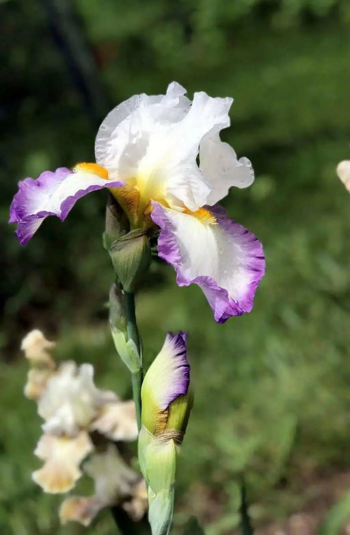 Tall Bearded Iris (Iris 'Starting ) ,Perennial Plant Rhizome - Caribbean garden seed