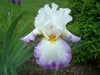 Tall Bearded Iris (Iris 'Starting ) ,Perennial Plant Rhizome - Caribbean garden seed