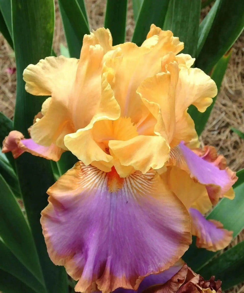 Tall Bearded Iris ,GRAND CANYON SUNSET,Rhizome - Caribbean garden seed