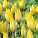 Sylvestris Species Tulip Bulb ,woodland tulip, - Caribbean garden seed