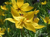 Sylvestris Species Tulip Bulb ,woodland tulip, - Caribbean garden seed