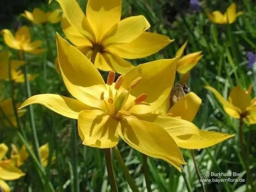 Sylvestris Species Tulip Bulb ,woodland tulip, - Caribbean garden seed