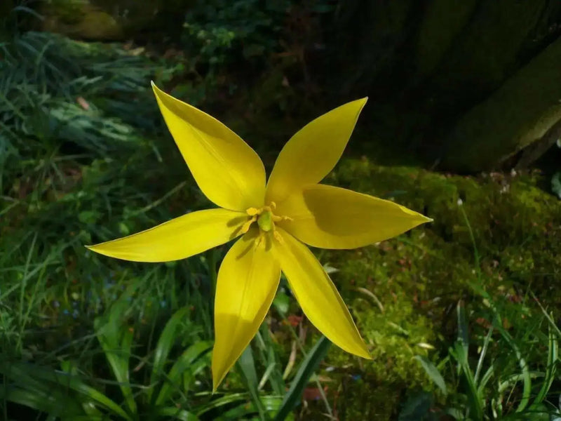 Sylvestris Species Tulip Bulb ,woodland tulip, - Caribbean garden seed