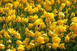 Sylvestris Species Tulip Bulb ,woodland tulip, - Caribbean garden seed