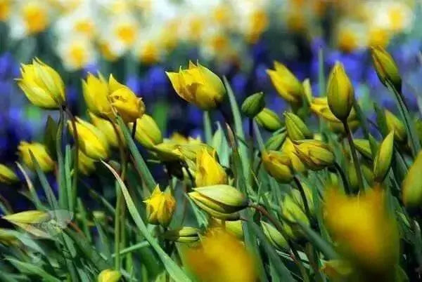 Sylvestris Species Tulip Bulb ,woodland tulip, - Caribbean garden seed