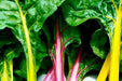 Swiss Chard Seed ~RAINBOW MIX- Biannual VEGETABLES ! - Caribbean garden seed