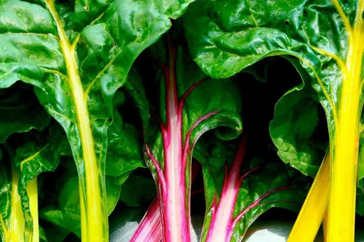 Swiss Chard Seed ~RAINBOW MIX- Biannual VEGETABLES ! - Caribbean garden seed