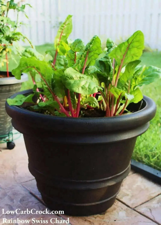 Swiss Chard Seed ~RAINBOW MIX- Biannual VEGETABLES ! - Caribbean garden seed