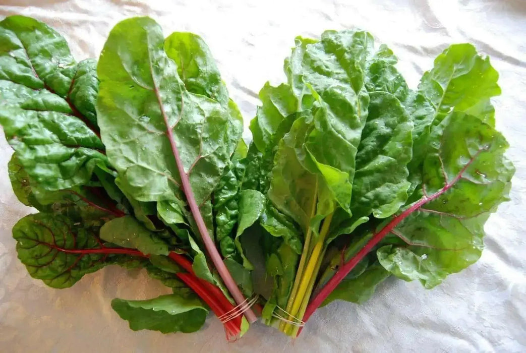 Swiss Chard Seed ~RAINBOW MIX- Biannual VEGETABLES ! - Caribbean garden seed