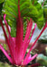 Swiss Chard vegetable seeds, Magenta Sunset open-pollinated - Caribbean garden seed