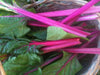 Swiss Chard vegetable seeds, Magenta Sunset open-pollinated - Caribbean garden seed