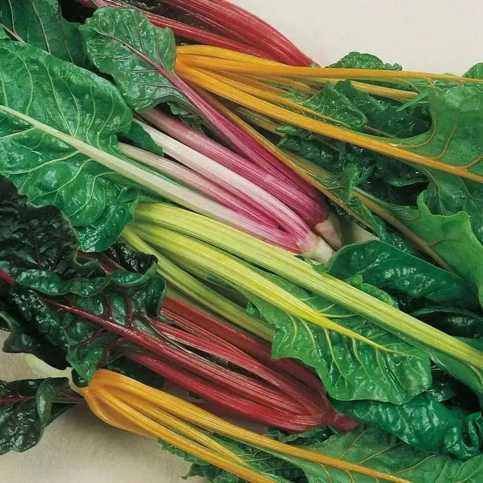 Swiss Chard Seed ~RAINBOW MIX- Biannual VEGETABLES ! - Caribbean garden seed