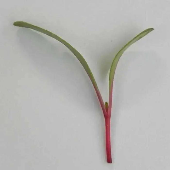 Swiss Chard vegetable seeds, Magenta Sunset open-pollinated - Caribbean garden seed