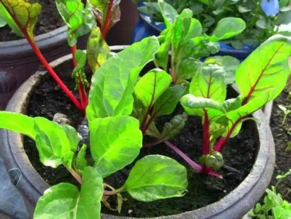 Swiss Chard vegetable seeds, Magenta Sunset open-pollinated - Caribbean garden seed