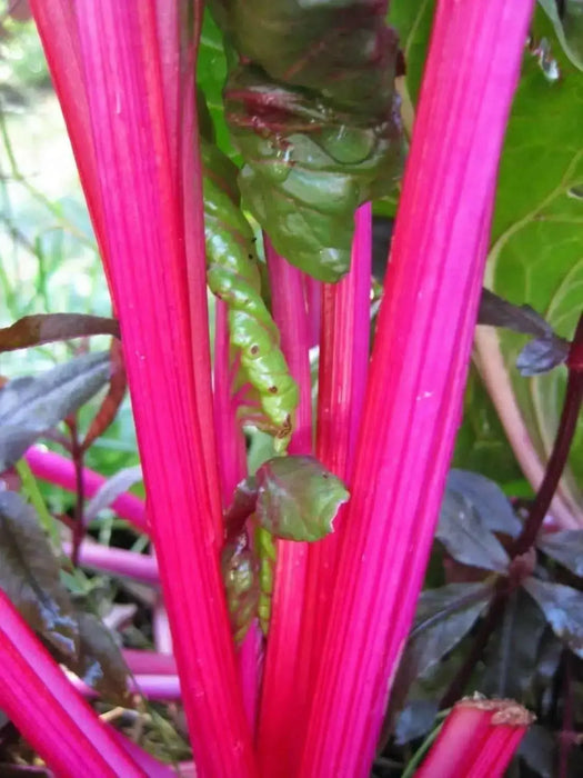 Swiss Chard vegetable seeds, Magenta Sunset open-pollinated - Caribbean garden seed
