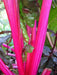 Swiss Chard vegetable seeds, Magenta Sunset open-pollinated - Caribbean garden seed
