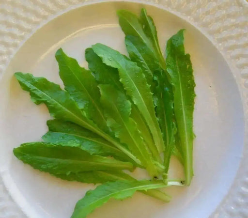 Taiwan Sword Leaf, lettuce SEEEDS. ASIAN VEGETABLE - Caribbean garden seed
