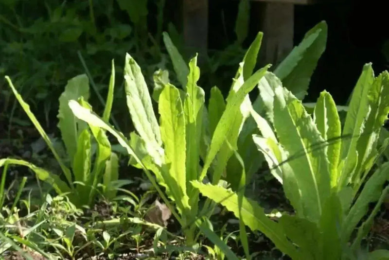 Taiwan Sword Leaf, lettuce SEEEDS. ASIAN VEGETABLE - Caribbean garden seed